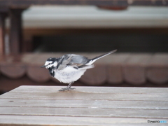 撮って出し(2024-03-05_10-36)-(E-M5-150(OLYMPU