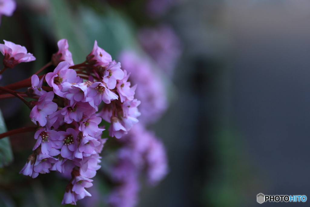 撮って出し-Canon EOS 60D-90.0-41_03_30-9