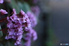 撮って出し-Canon EOS 60D-90.0-41_03_30-9