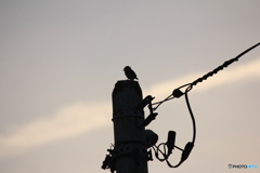 撮って出し(2024-04-23_18-12)-(Canon EOS 60D-2