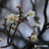 撮って出し(2025-04-06_09-50)-(Canon EOS 60D-9