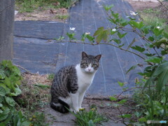 撮って出し(2024-04-27_18-37)-(Canon PowerShot