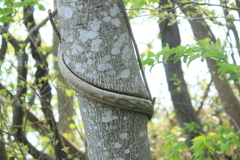 撮って出し(2025-04-27_09-33)-(Canon EOS 60D-5