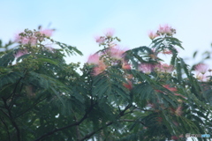 撮って出し(2025-07-08_06-36)-(Canon EOS 60D-3