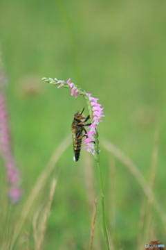 撮って出し(2025-07-08_06-32)-(Canon EOS 60D-3
