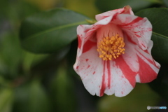 撮って出し(2025-04-25_10-20)-(Canon EOS 60D-9