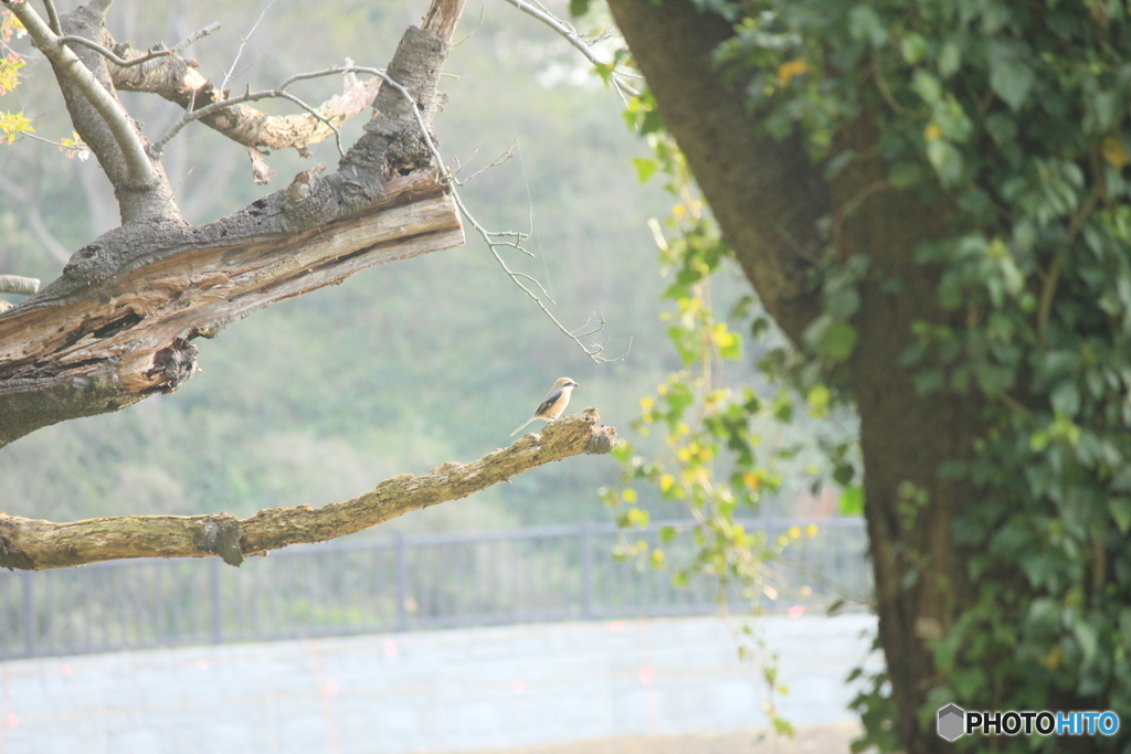 撮って出し(2025-04-27_07-20)-(Canon EOS 60D-2