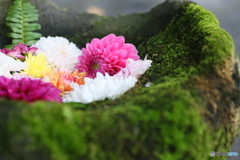 撮って出し(2024-11-10_16-10)-(Canon EOS 6D-90