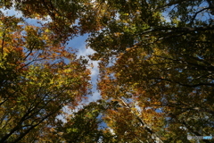 撮って出し(2025-10-27_09-39)-(Canon EOS 6D-28