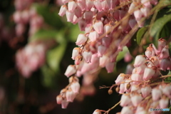撮って出し(2025-04-07_09-23)-(Canon EOS 60D-2