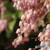 撮って出し(2025-04-07_09-23)-(Canon EOS 60D-2