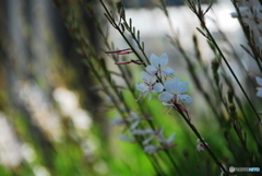 撮って出し(2025-06-13_14-34)-(NIKON D200-250(