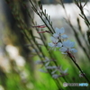 撮って出し(2025-06-13_14-34)-(NIKON D200-250(