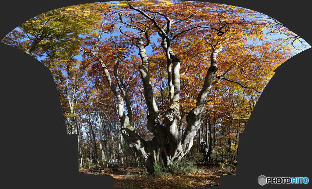 パノラマ合成　2025-11-04_08-54)(Canon EOS