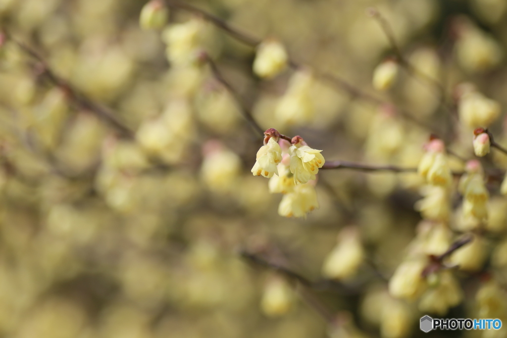 撮って出し(2025-04-07_09-52)-(Canon EOS 6D-90