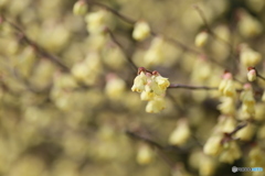 撮って出し(2025-04-07_09-52)-(Canon EOS 6D-90