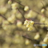 撮って出し(2025-04-07_09-52)-(Canon EOS 6D-90