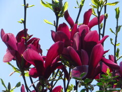 撮って出し(2025-05-01_14-09)-(Canon PowerShot