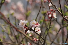 撮って出し(2025-04-06_09-05)-(Canon EOS 60D-9