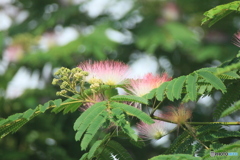 撮って出し(2025-07-08_07-16)-(Canon EOS 60D-3