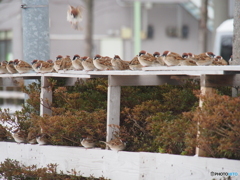 撮って出し(2025-02-18_09-10)-(E-M5-150(OLYMPU