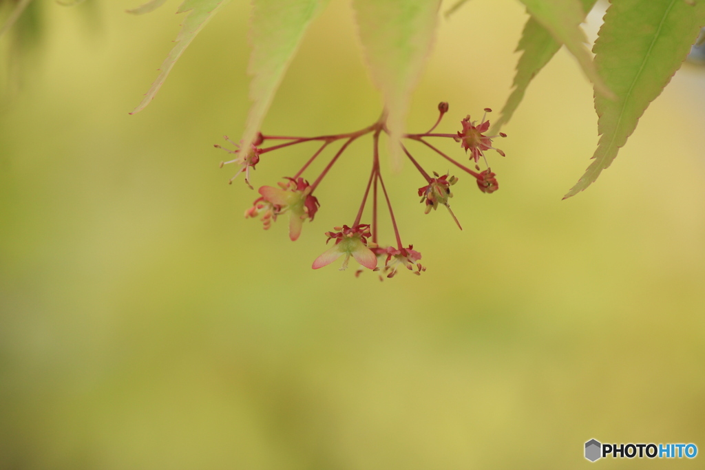 撮って出し(2024-05-12_09-30)-(Canon EOS 60D-2