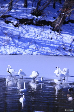 撮って出し(2025-01-11_10-12)-(Canon EOS 60D-2