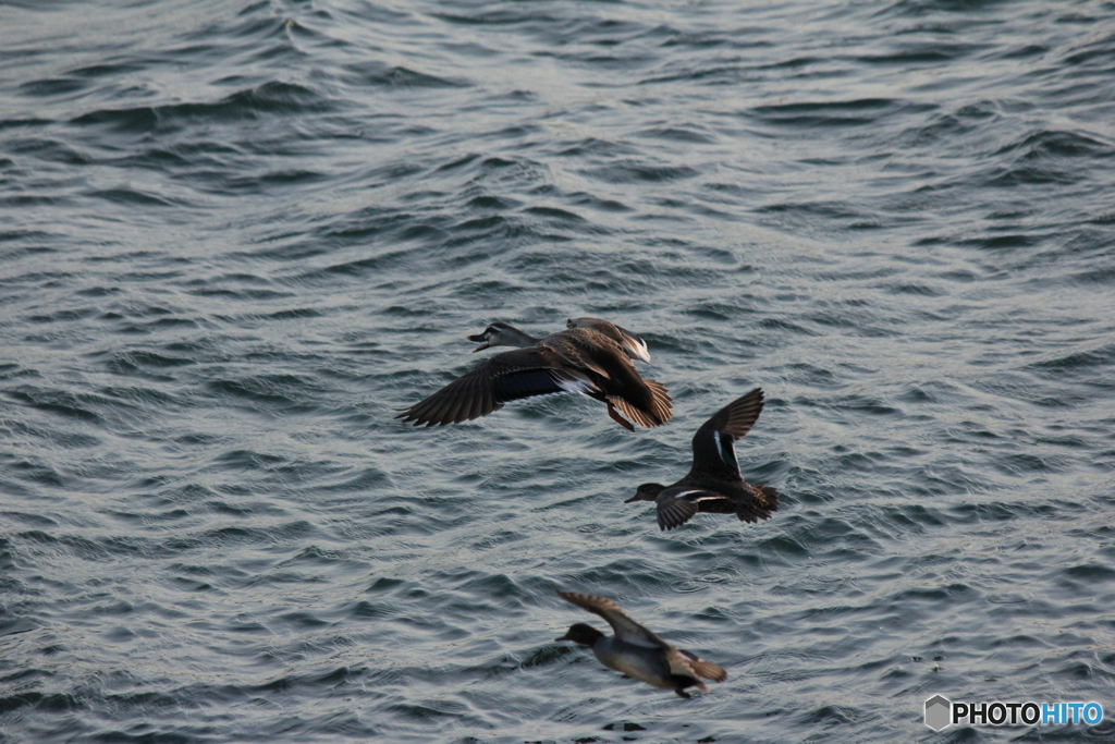 撮って出し(2024-04-23_17-50)-(Canon EOS 60D-2