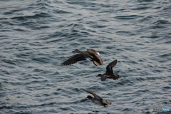 撮って出し(2024-04-23_17-50)-(Canon EOS 60D-2