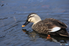 撮って出し(2025-03-03_12-14)-(Canon EOS 60D-1