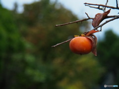 撮って出し-E-M5-90.0-22_10_17-0