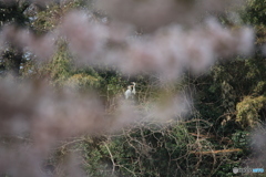 撮って出し(2025-04-19_09-58)-(Canon EOS 60D-2