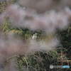 撮って出し(2025-04-19_09-58)-(Canon EOS 60D-2