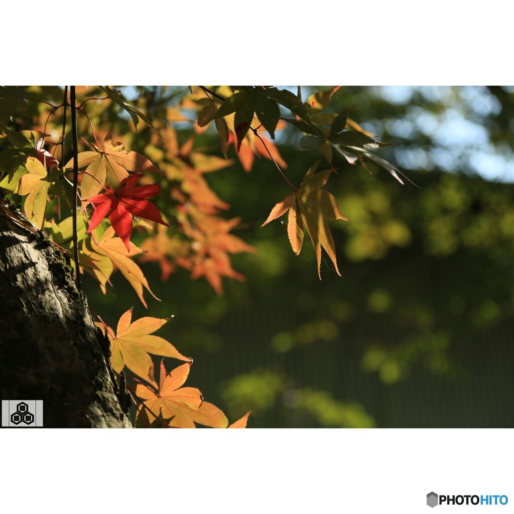 撮って出し(2023-11-03_10-46)-135-EF28-135mm f