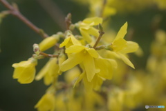 撮って出し(2025-04-08_10-28)-(PENTAX K10D-0()