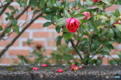 撮って出し-Canon EOS 6D-90.0-41_02_18-0