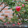 撮って出し-Canon EOS 6D-90.0-41_02_18-0