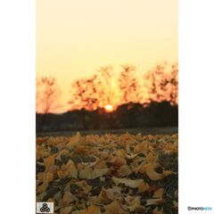 撮って出し(2023-11-03_16-24)-135-EF28-135mm f