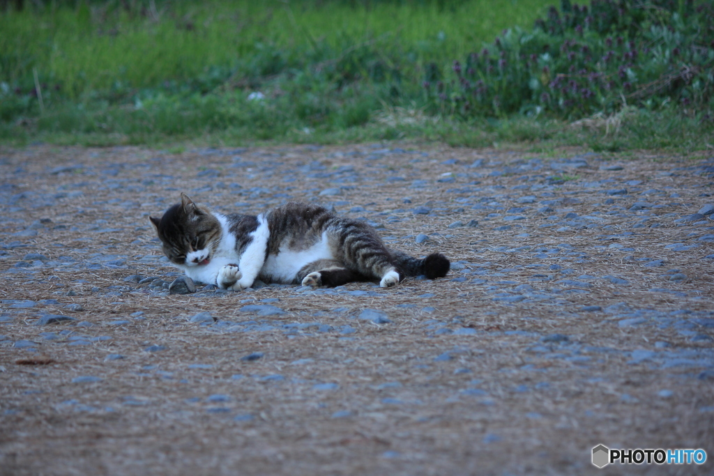 撮って出し(2024-04-22_18-10)-(Canon EOS 60D-1