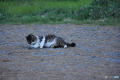撮って出し(2024-04-22_18-10)-(Canon EOS 60D-1