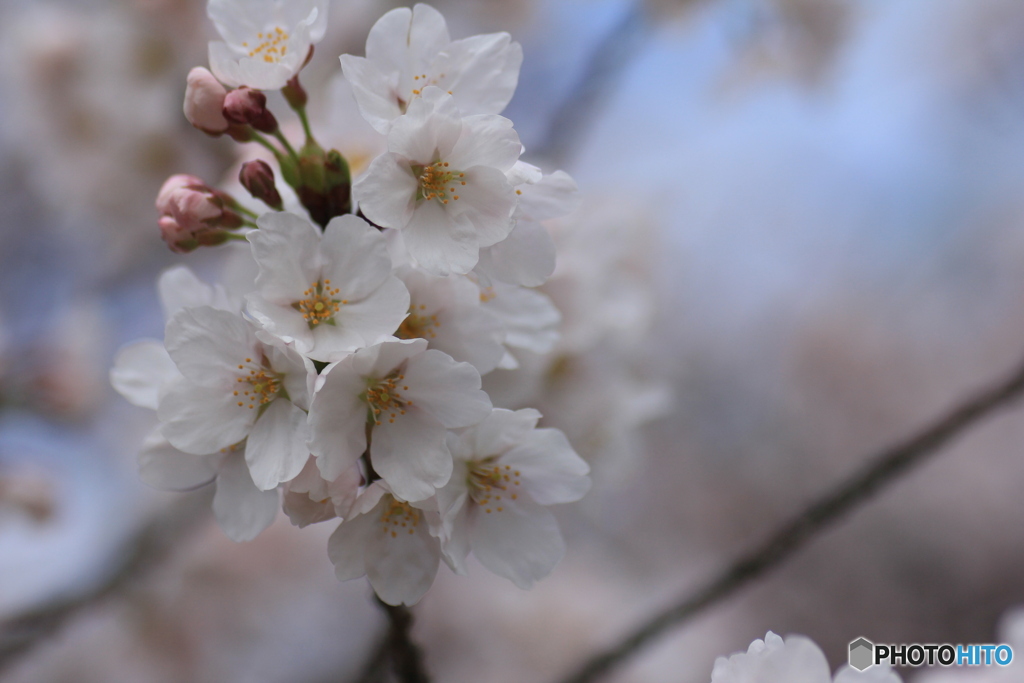 撮って出し(2025-04-12_11-15)-(Canon EOS 60D-9