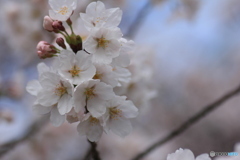 撮って出し(2025-04-12_11-15)-(Canon EOS 60D-9