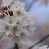撮って出し(2025-04-12_11-15)-(Canon EOS 60D-9