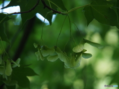 撮って出し(2024-05-26_09-57)-(E-M5-150(OLYMPU