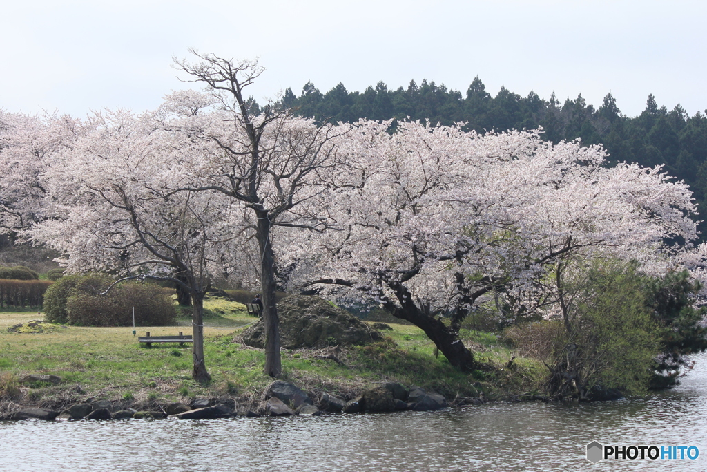 撮って出し(2025-04-19_09-42)-(Canon EOS 60D-7