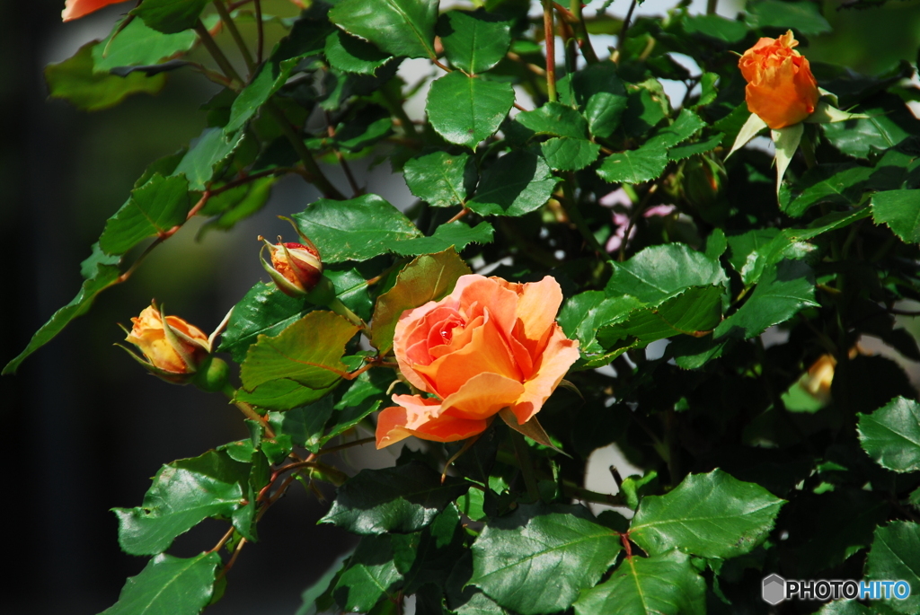 撮って出し(2025-06-04_14-26)-(NIKON D200-250(
