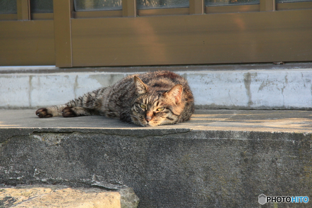撮って出し-Canon EOS 60D-200.0-23_06_10-1