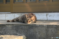 撮って出し-Canon EOS 60D-200.0-23_06_10-1