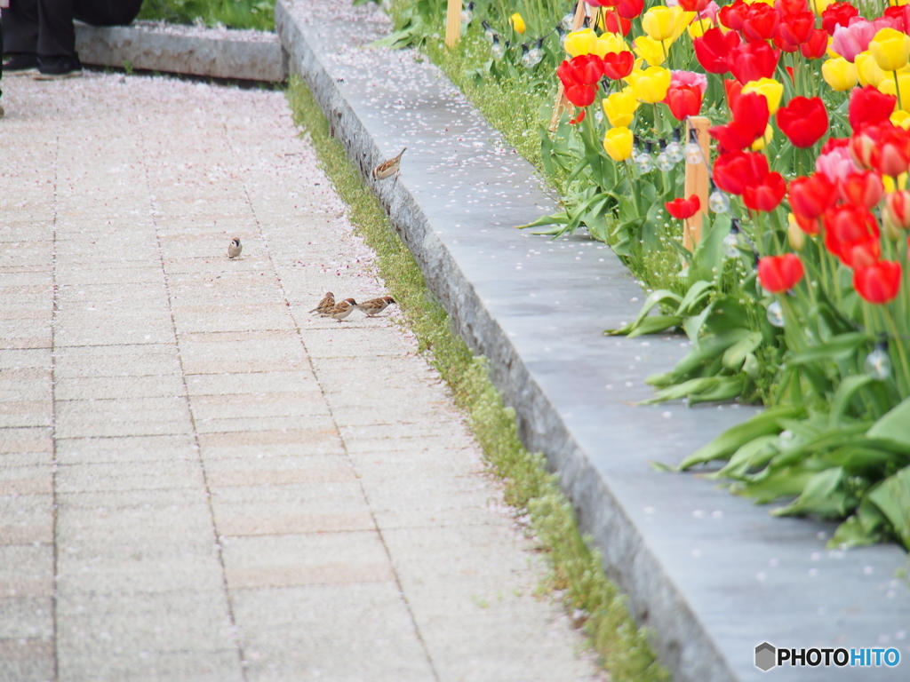 撮って出し(2024-04-18_09-41)-(E-M5-150(OLYMPU
