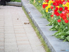 撮って出し(2024-04-18_09-41)-(E-M5-150(OLYMPU